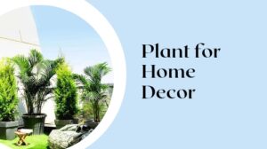 Plant for Home Decor