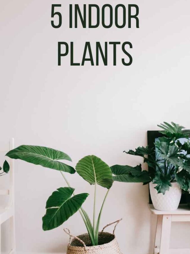 5 indoor plants