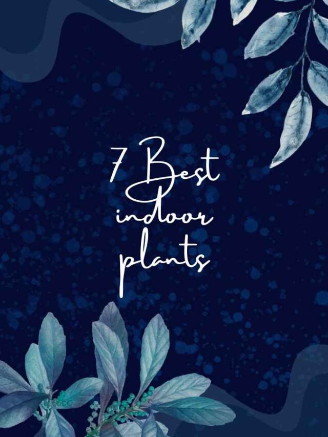 7 Best Indoor Plants