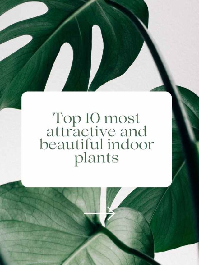 Top 10 most attractive and beautiful indoor plants